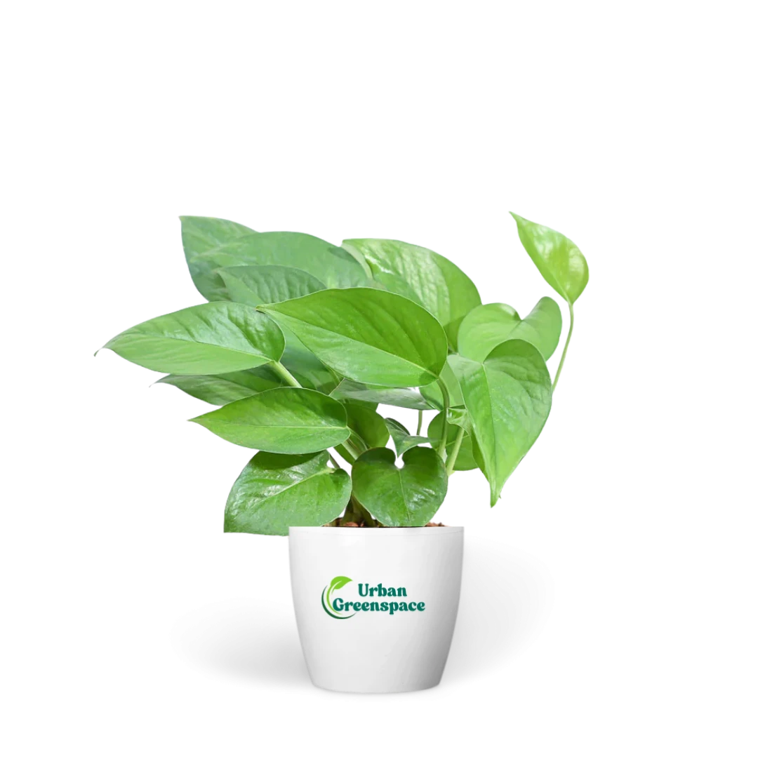 Money Plant Green