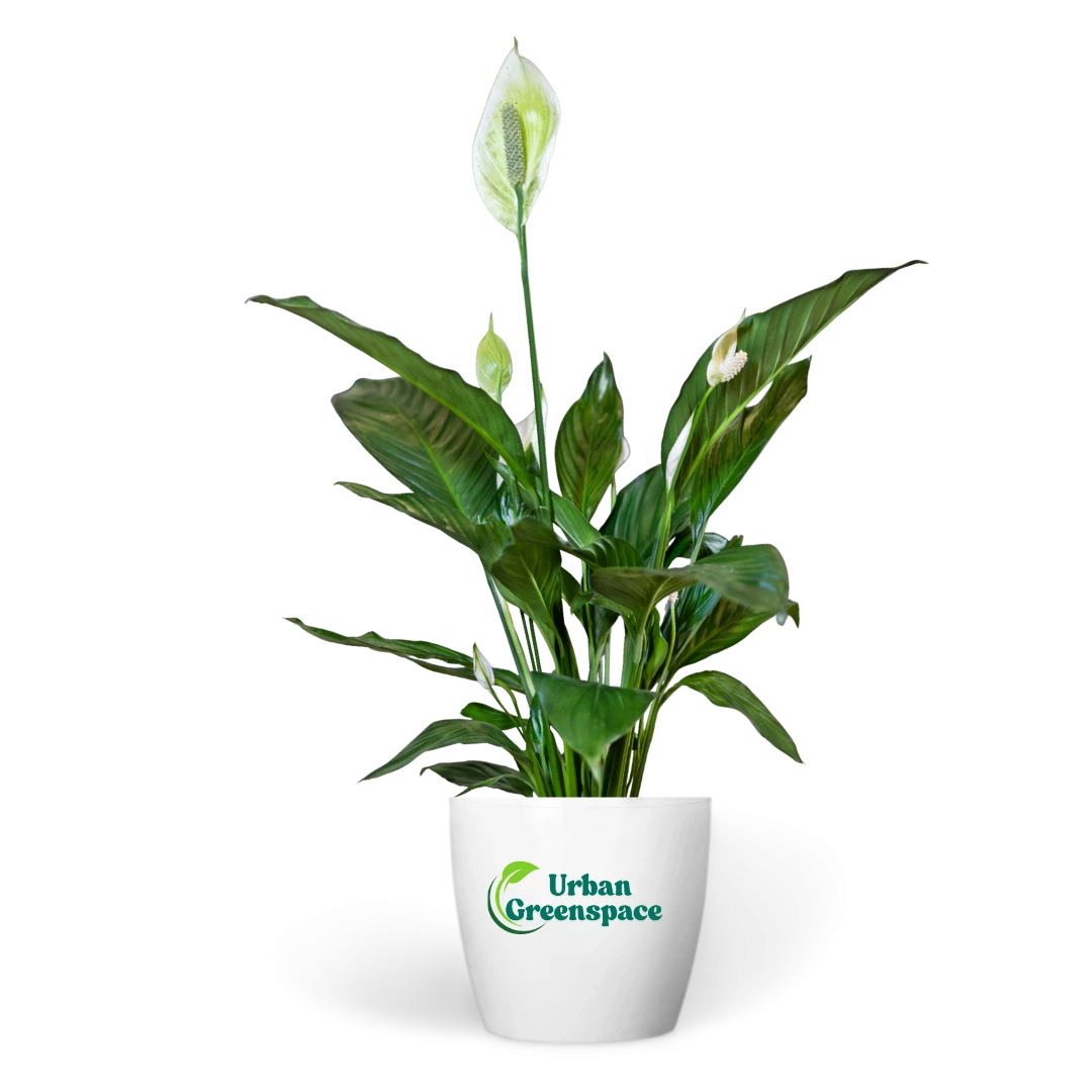 Peace Lily Plant