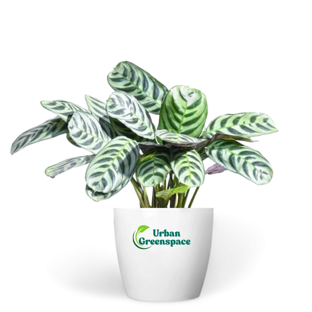 Calathea Burle Marxii