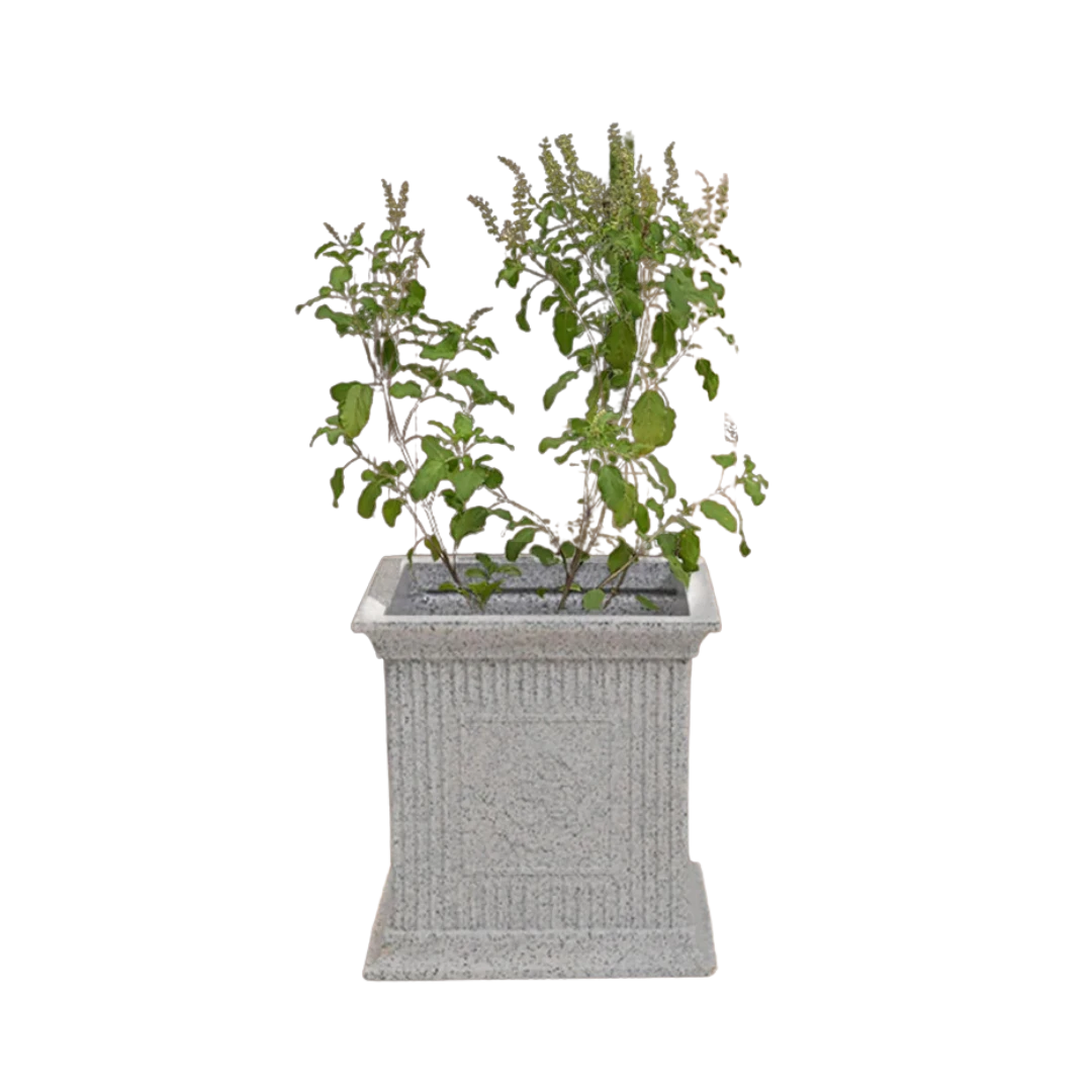 Spiritual Tulsi Pot